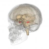 Amygdala