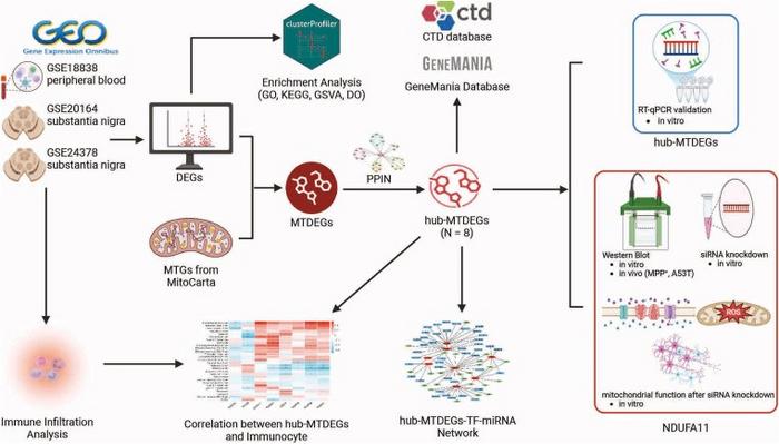 Workflow of this study