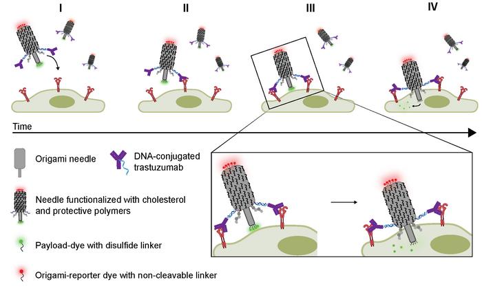 Graphical abstract