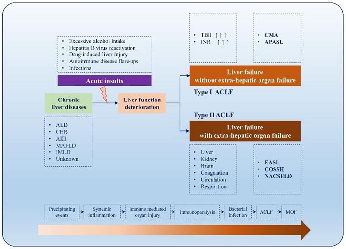 Proposal for the classification of acute-on-chronic liver failure (ACLF) types Ⅰ and Ⅱ.