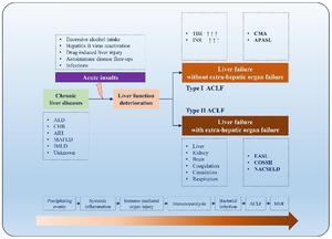 Proposal for the classification of acute-on-chronic liver failure (ACLF) types Ⅰ and Ⅱ.