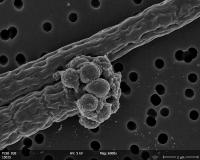 Cyanobacterial Filaments 3