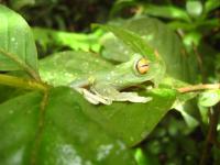 </i>Hypsiboas rufitelus</i>