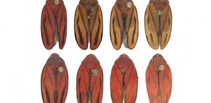 Discovery of new species of sugarcane pest may facilitate management and reduce losses