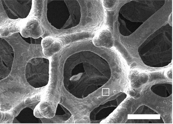Electrode Structure (1 of 2)