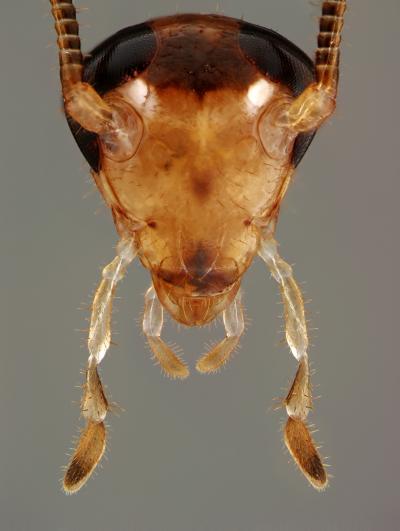 Cockroaches Outsmart Sugary Traps (1 of 7)