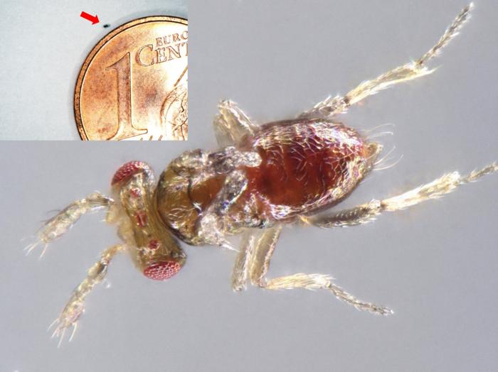 The tiny parasitic wasp Trichogramma turkestanica