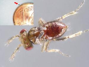 The tiny parasitic wasp Trichogramma turkestanica