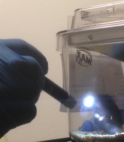 MCO-treated Mice Responding to Light