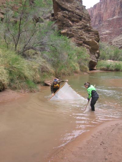 Seining for Fishes