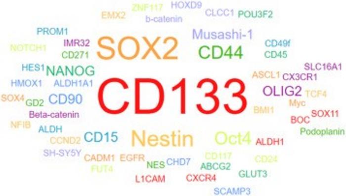 Word cloud visualizing the surface markers of glioblastoma stem cells (GSCs) generated using CellMarker 2.0.