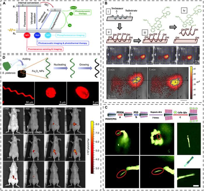 Schematic illustration of the formation and fluorescence imaging of MNMs