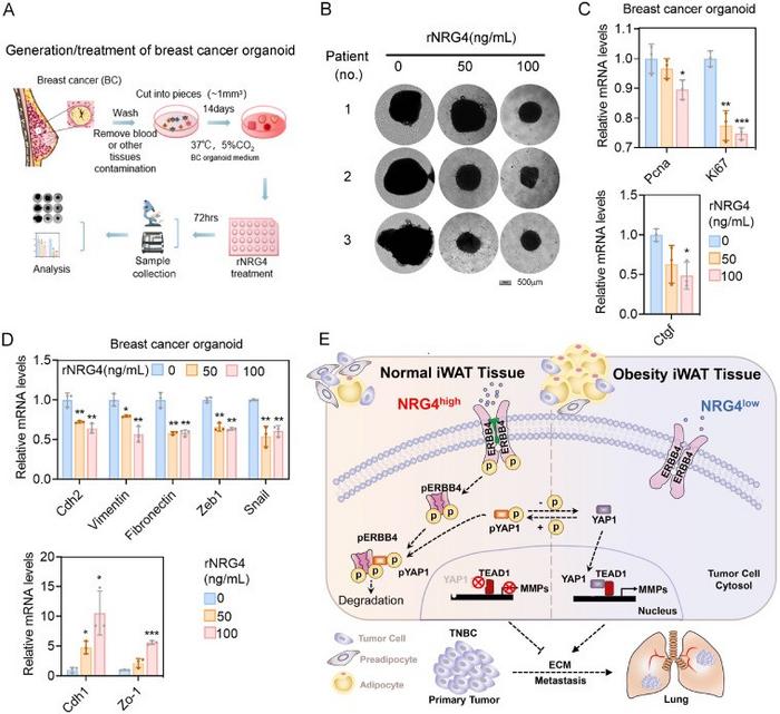 rNRG4 suppresses breast cancer organoid progression