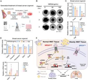 rNRG4 suppresses breast cancer organoid progression