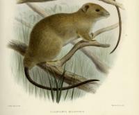 Dwarf Cloud Rat Illustration
