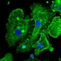 Heme-Treated Macrophages