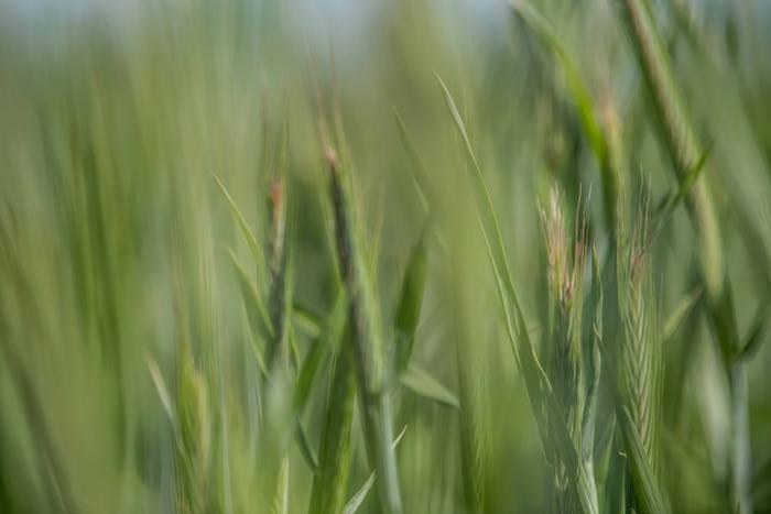 Green crops in the field