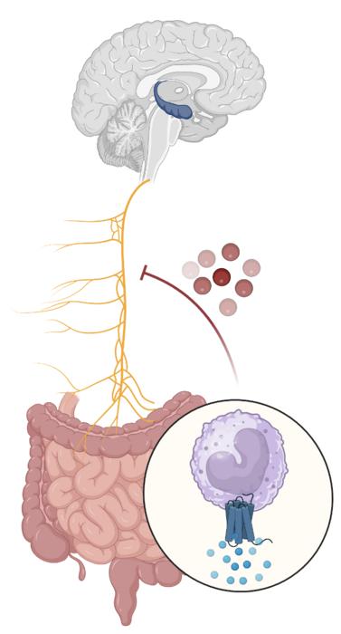 Gut-brain pathway underlying age-associated memory loss
