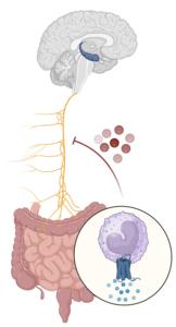 Gut-brain pathway underlying age-associated memory loss