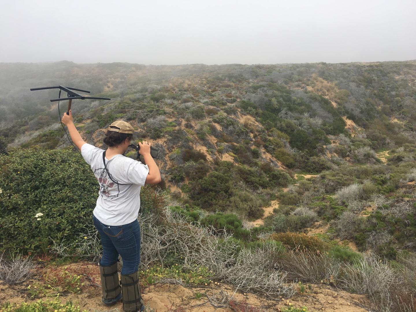 Tracking Rattlesnakes