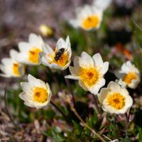 Hoverfly