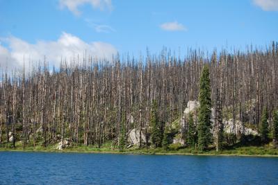Forest Fire (2 of 2)