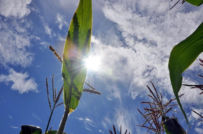 Plants in Fluctuating Light
