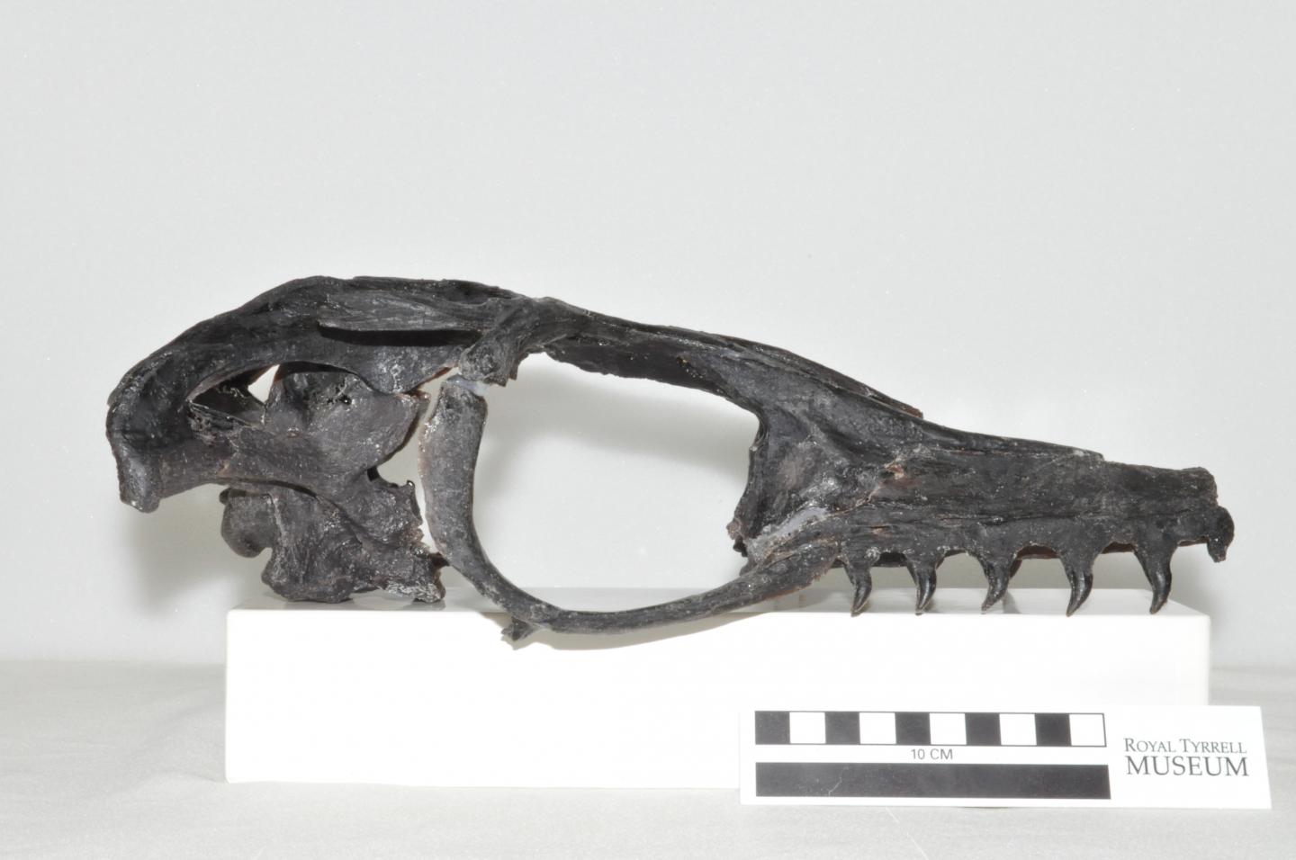 Mosasaur Discovery