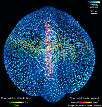 Cells in Position