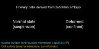 Footage of nuclear membrane in normal state compared to when stretched in confined environment