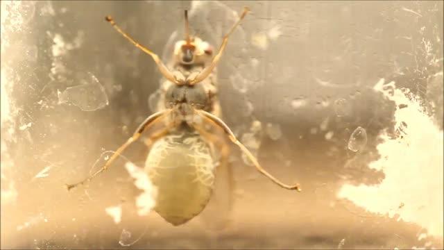 Tsetse Fly Genome Could Help Combat Sleeping Sickness (14 of 15)