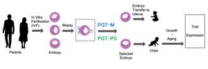 A schematic illustration of how preimplantation genetic testing after IVF allows parents to select embryos with desired traits.