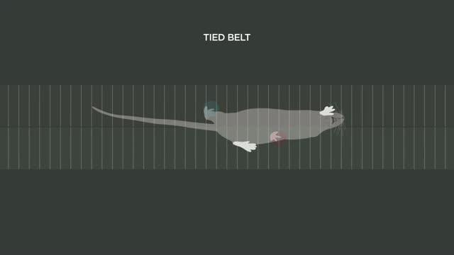 Locomotor Learning on a Split-Belt Treadmill