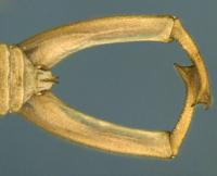 Forceps of <i>Austromerope</i>