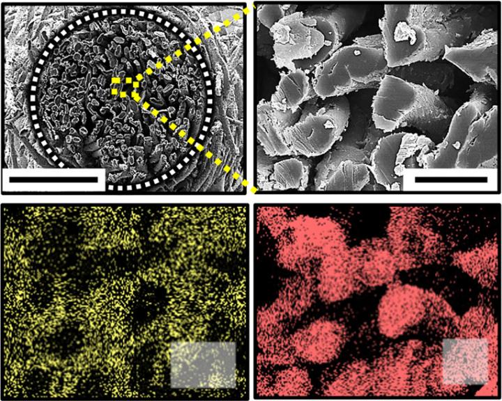 SEM Image of Electrodes