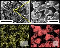 SEM Image of Electrodes