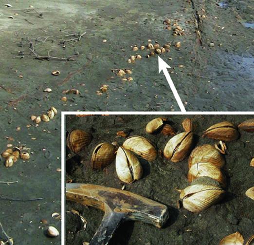 Ancient Clams