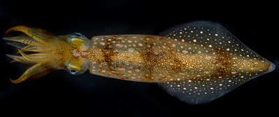Longfin Inshore Squid