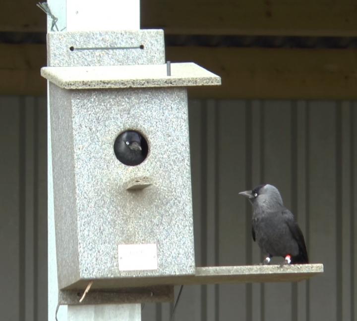 Jackdaws (2 of 2)