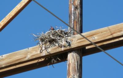 Common Raven Chick