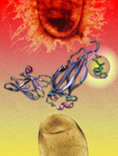 Balding Bacteria