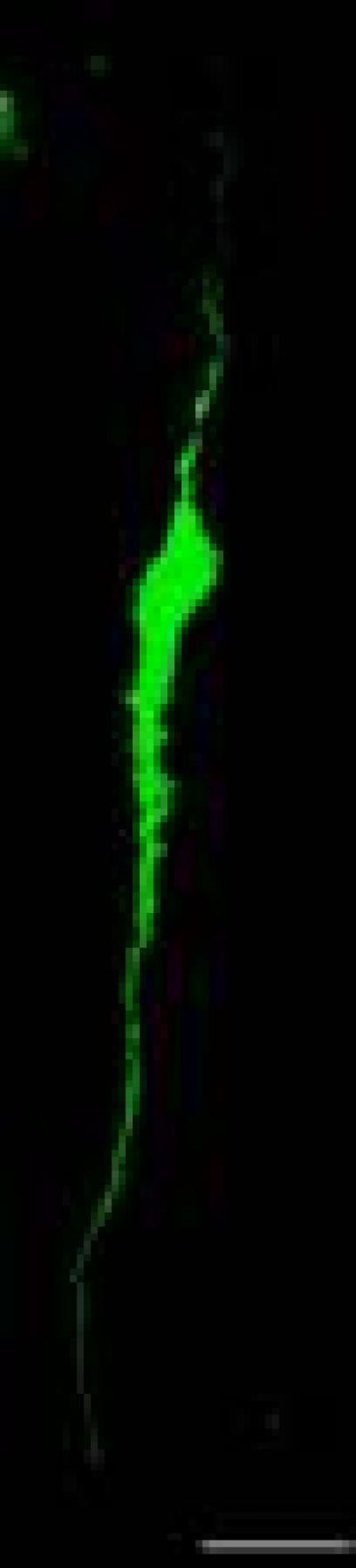 GnRH Neuronal Features