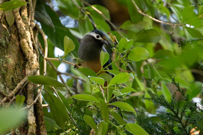 Short-beaked bird at short flower 2