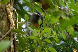Short-beaked bird at short flower 2