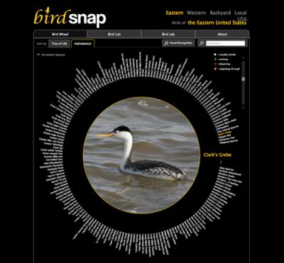 Birdsnap Wheel