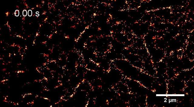 Actin and Membrane Video