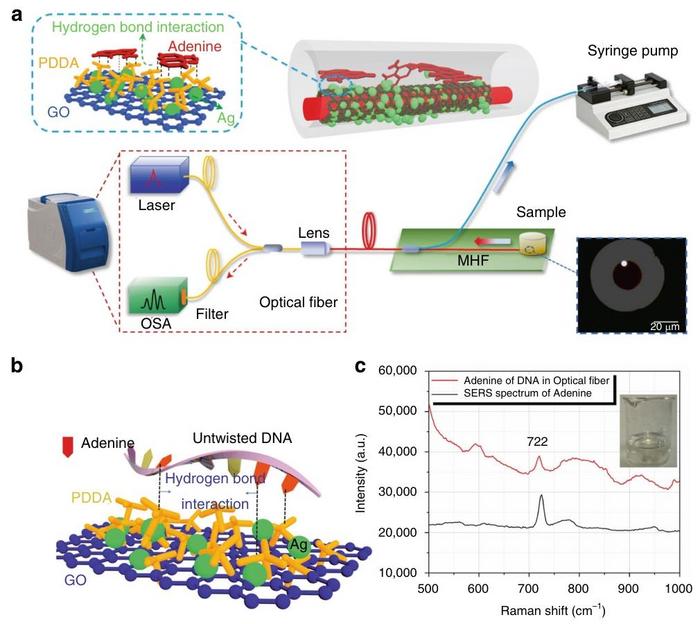Fig. 2 Adenine Surface-Enhanced Raman Scattering (SERS) detection device based on Microstructured Suspended-Core Fiber (M-SCF).