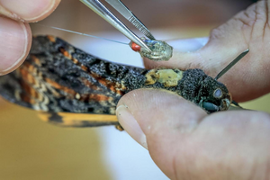 Tagging hawkmoths