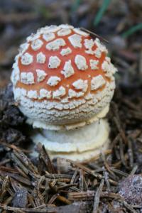 Image of Fly Agaric (<i>Amanita Muscaria</i>)