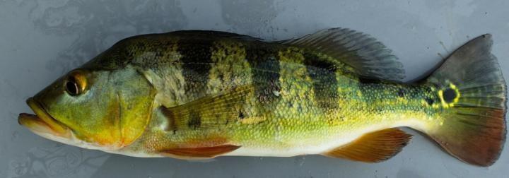 Peacock Bass